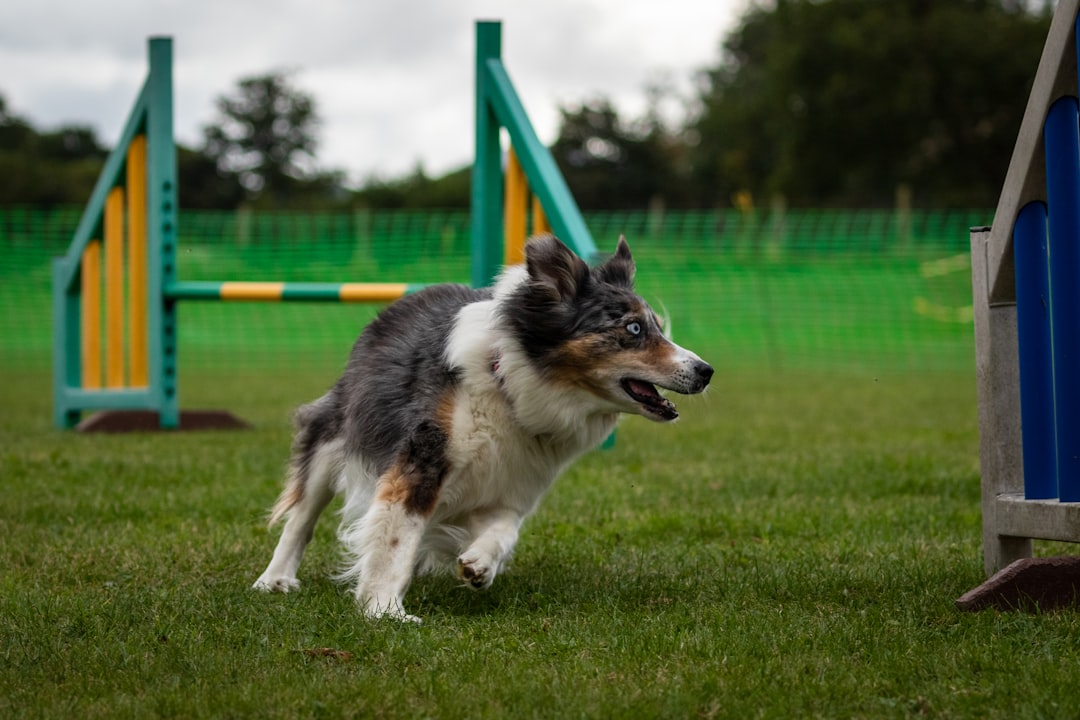 services-02 dog doing a tight turn into a jump on a dog agility course