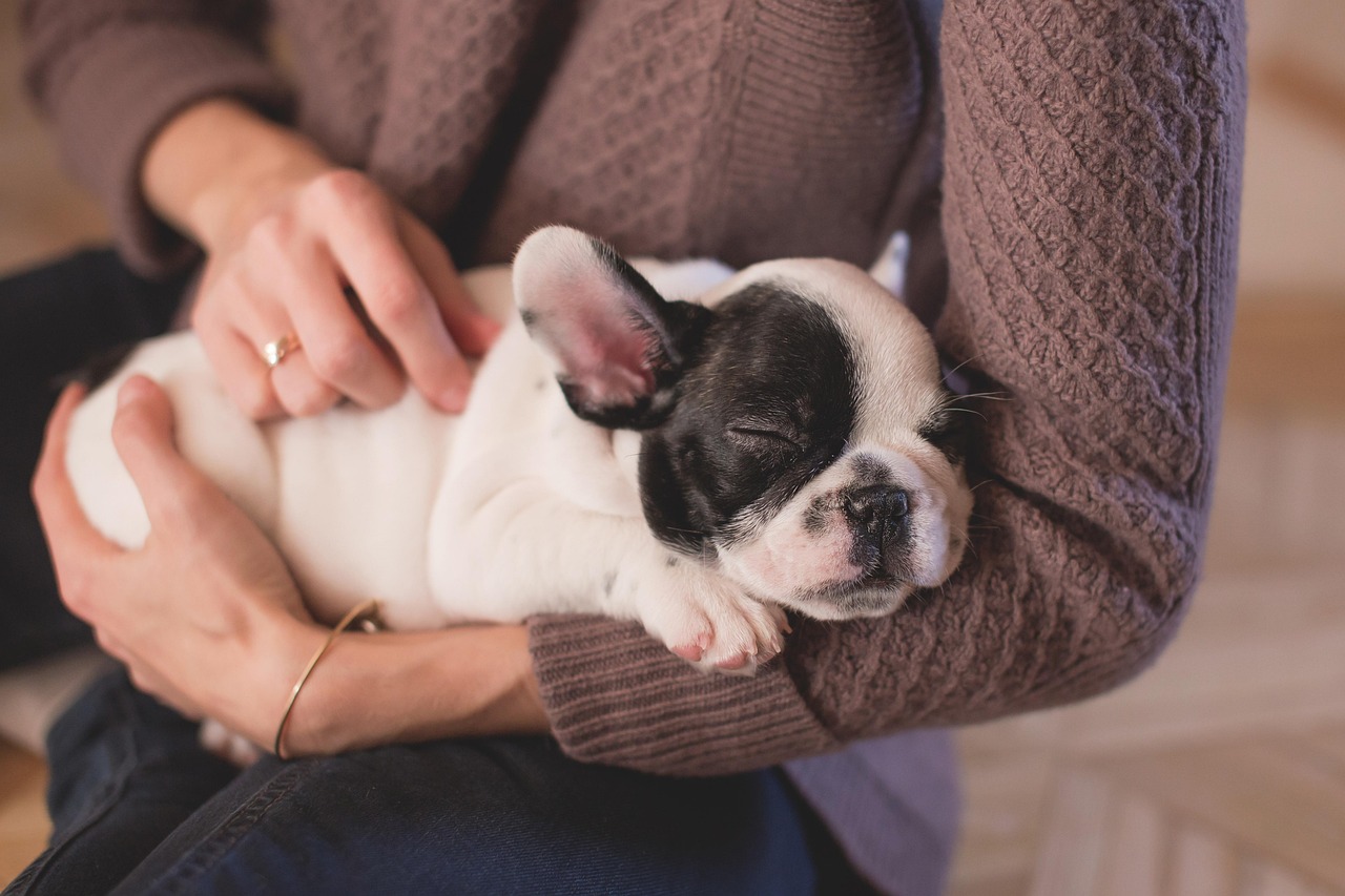 home-services-03 bulldog, puppy, pet, owner, woman, sleep, sleeping, asleep, nature, sleeping dog, animal, canine, cute, dog, hands, relax, stroking