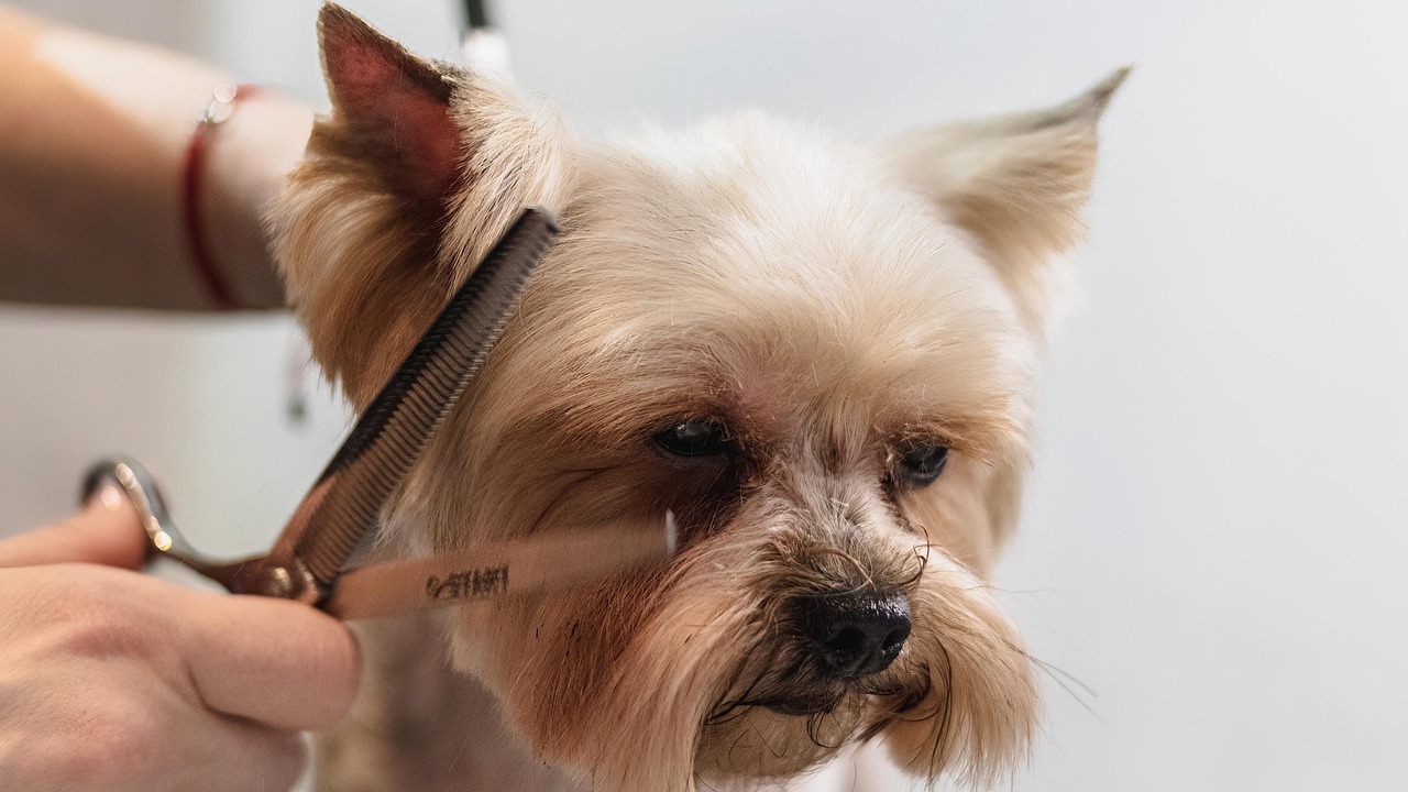home-services-004 dog, nature, grooming, professional, haircut, animal, pet care, pet, canine, dog haircut, domestic animal