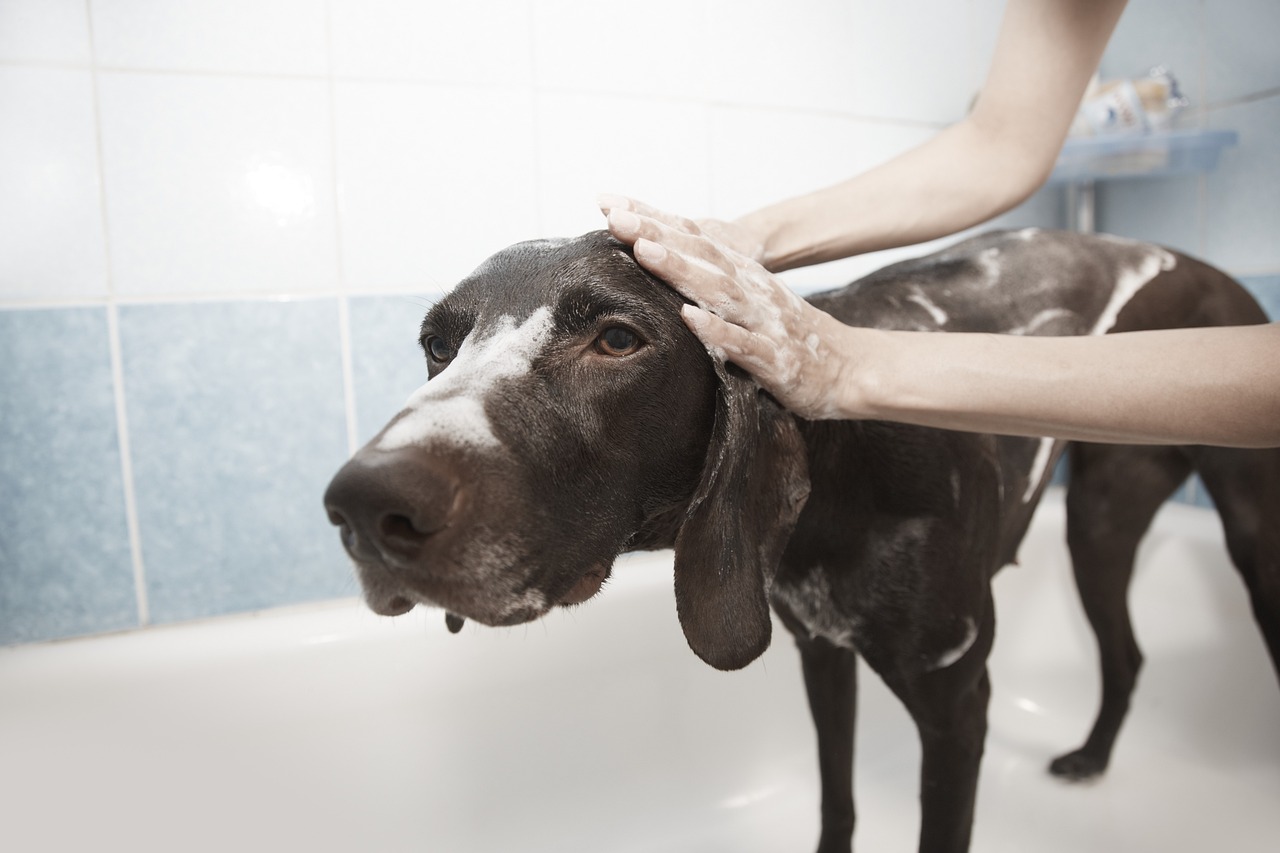 home-services-02 dog, shower, grooming, clean, pet, bath, animal, dog bath