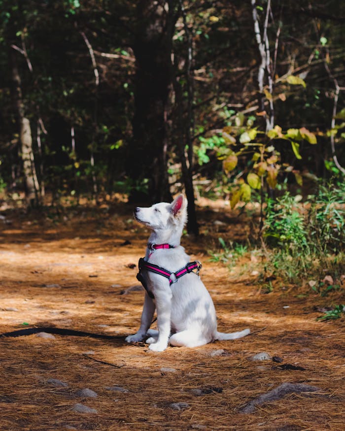 cta-bg Adorable white Swiss Shepherd dog seated in a sunlit forest, showcasing natures beauty.