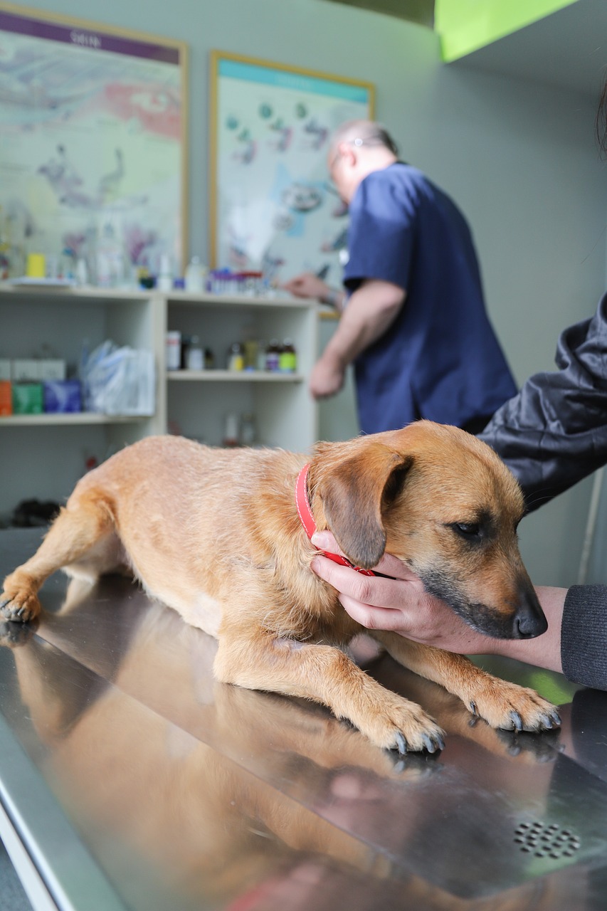 home-services-01 veterinarian, examination dog, ambulance, clinic, pets, dog, pet, health, prevention, animal, diagnosis, nature, dog diseases, vaccination, care, treatment, petcare